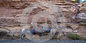 Four Bighorn Sheep beside a rocky cliff in Colorado National Monument