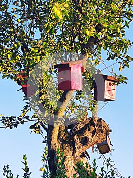 Four bird nest boxes on old apple tree