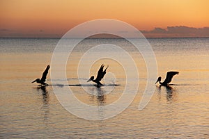 four birds flying above the water at sunset near beach chairs