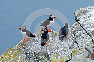 Four birds on the rock with blue sea in the background. Atlantic Puffin, Fratercula artica, artic black and white cute bird with r photo