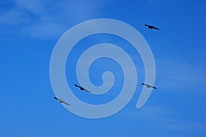 Four black birds soar in the blue sky photo