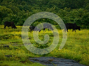 Four Black Colored Cows Eating Grass in Rural Mountain Area