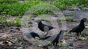 Four black crows is curious about something at Cubbon Park, Bangalore, India.