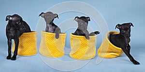 Four black Italian greyhound pups sitting  in a yellow basket against a blue background