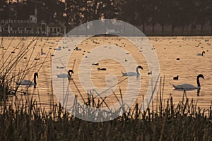 Four black necked swan -Cygnus melancoryphus- in a little laggon full of water birds after the sunset photo