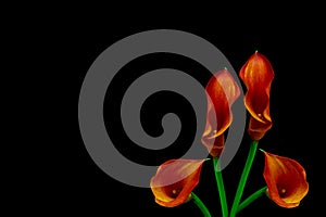 Four blood orange calla lillies on black background