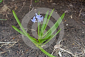 Four blue flowers of wild Hyacinthus orientalis