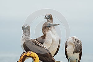 Four blue-footed boobies on a buoy