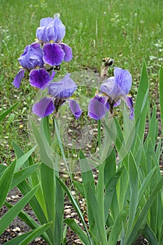 Four blue and purple flowers of bearded irises
