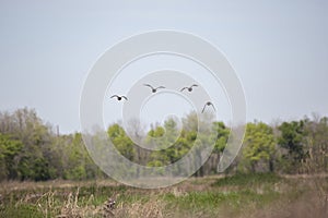 Four Blue-Winged Teal Ducks