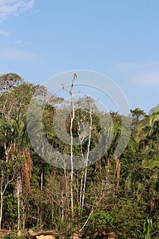 Four blue and yellow Macaws sitting in the treetops of a rainforest in Puerto Maldonado, Peru