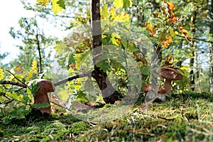 Four boletus mushrooms under an oak