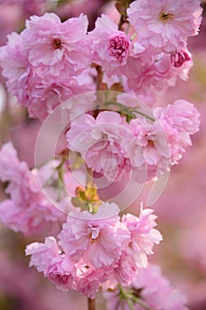 Four bouquets on same branch