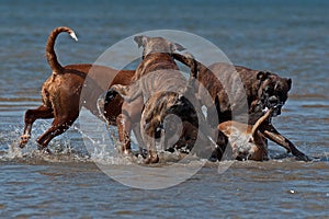 Four boxer play in water