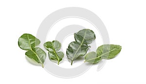 Four branches of lime leaves