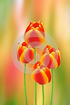 Four bright colorful yellow red tulip buds Monsella close-up on an abstract background