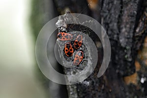 Four bright red-black beetles Pyrrhocoris apterus