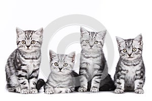 Four british short hair kitten