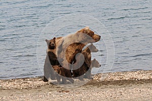 Four Brown Bear Cubs photo