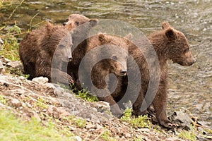 Four brown bear cubs beside Brooks River