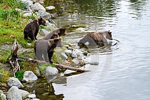 Four brown bear cubs standing on the side of the Brooks River getting ready to enter the river and swim to momma bear, Katmai Nati