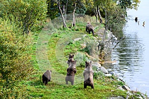 Four brown bear cubs standing up alert on the side of the Brooks River, Katmai National Park, Alaska