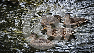 Four brown ducks swim in the river