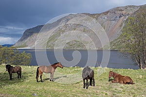 Four brown horses by KÃ¥fjord