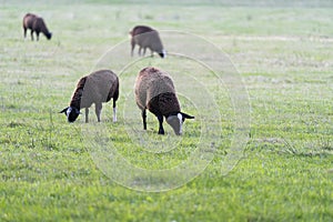 Four brown sheep grazing in fresh spring green meadow in the sun