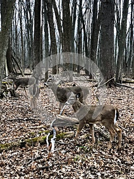 Four brown white tailed deer in woods