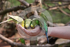 Four budgies on a human hand