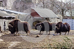 Four buffalos