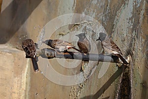 Four bulbul bird or short-necked slender passerines drinking water