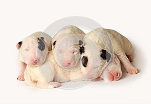 Four Bull Terrier puppies, ten days old, lying in side over white background