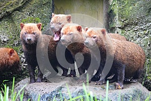 Four bush dogs standing on a rock