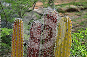 Four cacti with different colors are standing in a field photo