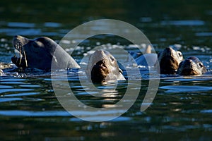 Four California sea lions swim with their heads up in Sooke Harbour photo