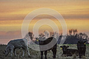 Four calves - colorful sunset