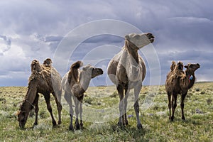 Four Camels Herd in Mongolia