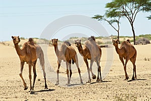 Four camels run in the Thar desert near Jamba, Rajasthan, India.