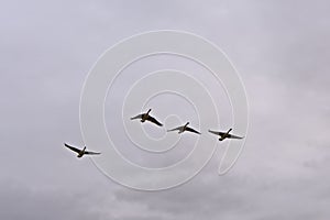 Four Canada geese on a cloudy sky