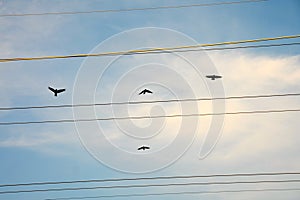 Four Canada Geese in flight