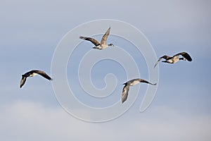 Four Canada geese in flight