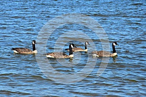 Four Canada geese swimming in the ocean