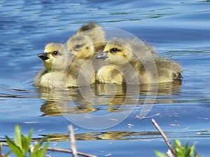 Four Canada Goose Goslings Swimming on a Lake
