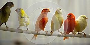 Four canary birds (Serinus canaria) sitting in branch