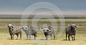 Four Cape Buffalo Bulls in the Ngorongoro Crater, Tanzania