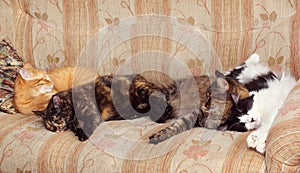 Four Cats Sleeping on the Sofa