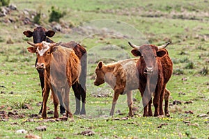 Cattle in Rio Grande do Sul Brazil photo