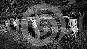 Four Cattle Skulls on Fence BW